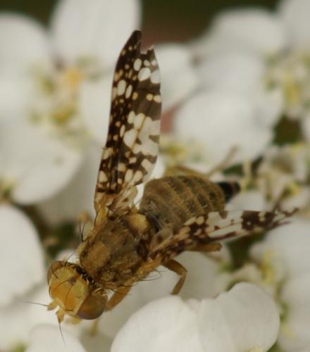 Réf. 35 499 : Oxyna flavipennis
