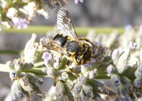 Réf. 35 183 : Anthidium sp.