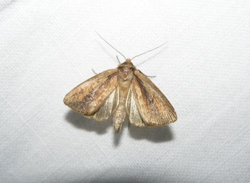 Archanara dissoluta