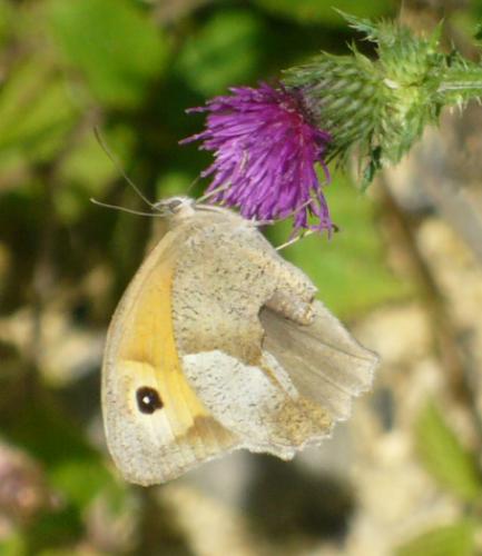 Maniola jurtina