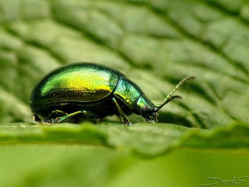 Chrysolina herbacea