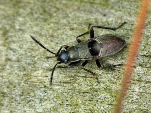 Réf. 35 089 : Rhyparochromus sp.