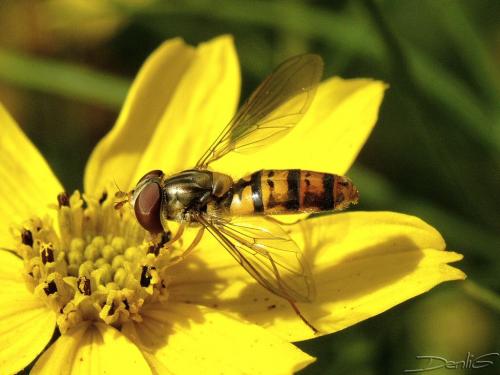 Episyrphus balteatus