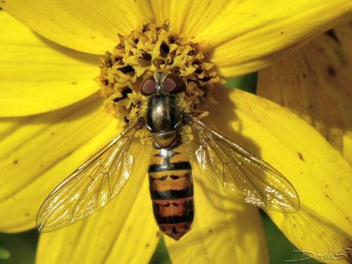 Episyrphus balteatus