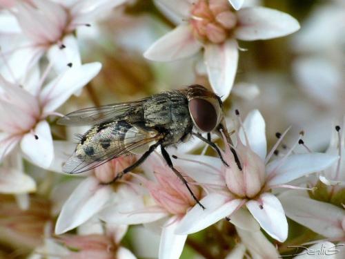 Miltogramma sp.