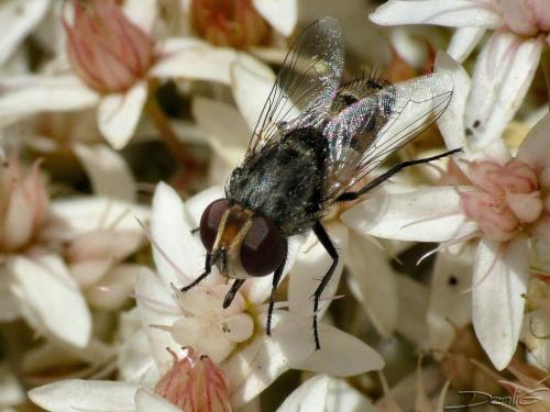 Miltogramma sp.