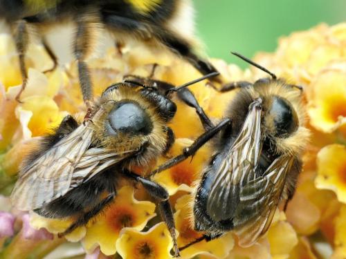 Bombus sp.