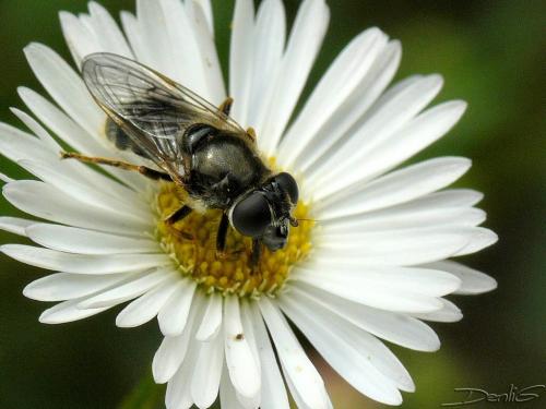 Cheilosia caerulescens
