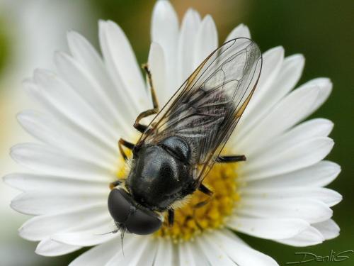 Cheilosia caerulescens