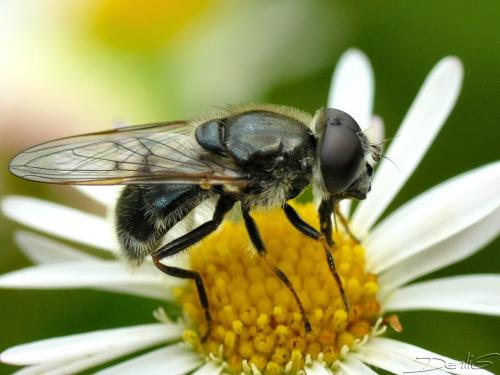 Cheilosia caerulescens