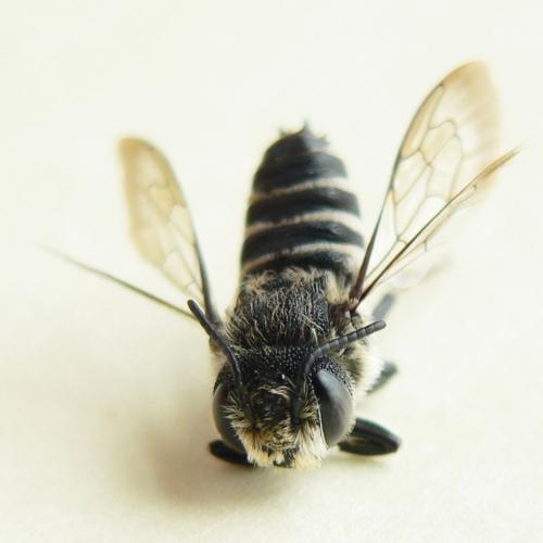 Coelioxys sp.