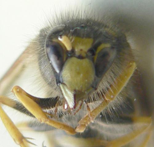 Dolichovespula sylvestris