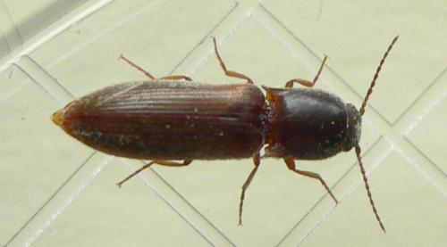 Réf. 35 177 : Agriotes gallicus