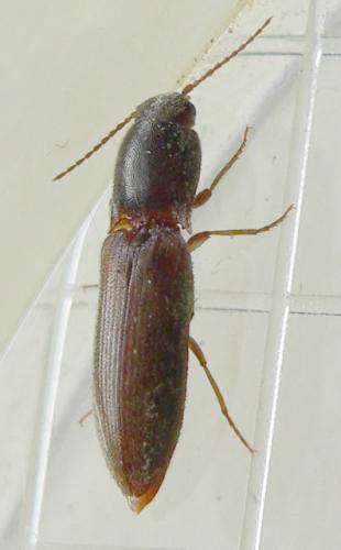 Agriotes gallicus