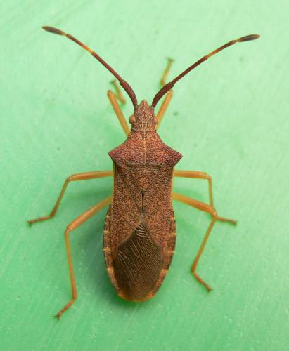Gonocerus acuteangulatus