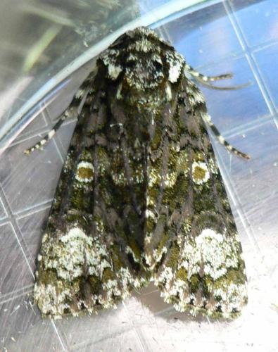 Réf. 35 405 : Craniophora ligustri