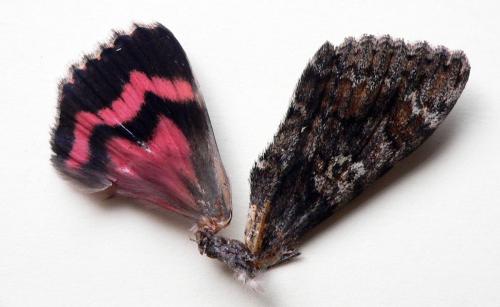 Catocala sponsa