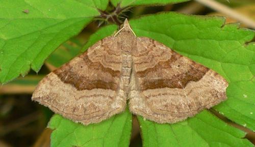 Réf. 35 775 : Scotopteryx chenopodiata