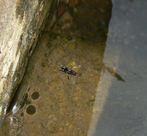 Velia sp.