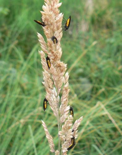 Sciara sp.