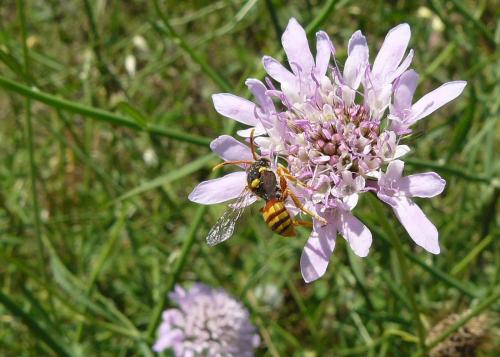 Nomada sp.