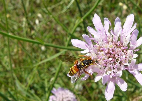 Nomada sp.