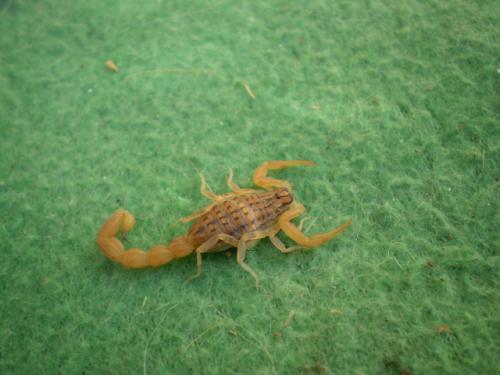Réf. 35 933 : Mesobuthus gibbosus