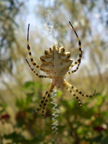 Réf. 35 826 : Argiope lobata
