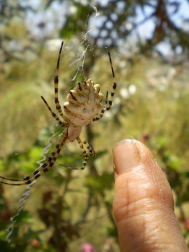 Argiope lobata