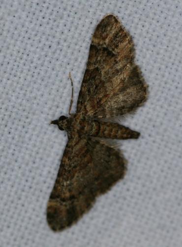 Réf. 35 154 : Gymnoscelis rufifasciata