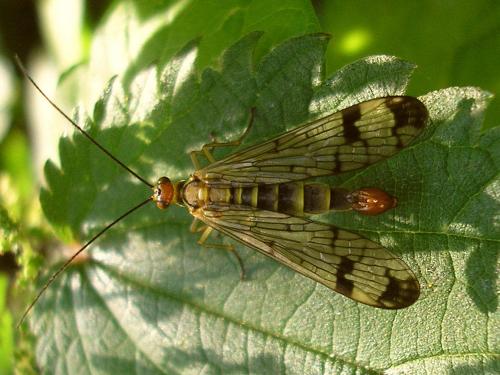 Panorpa cognata