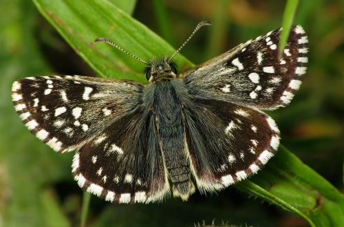 Réf. 35 713 : Pyrgus malvae