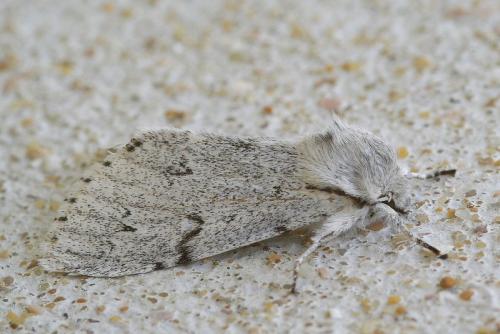 Acronicta leporina