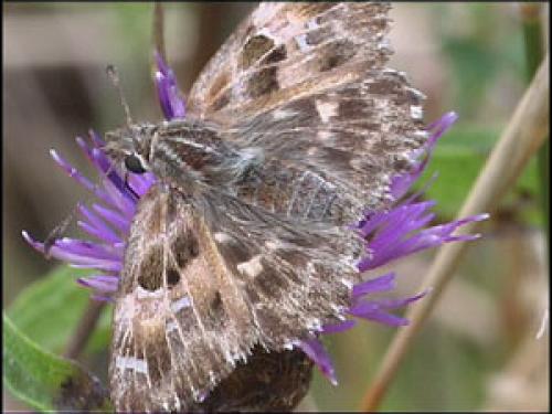 Carcharodus alceae