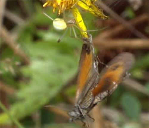 Enoplognatha sp.