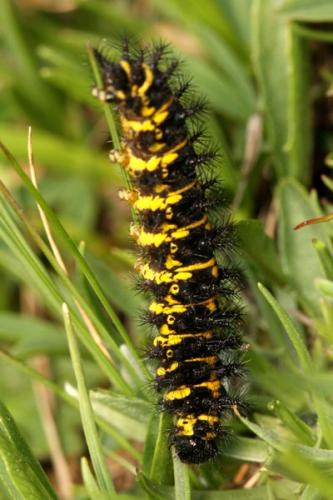 Euphydryas cynthia