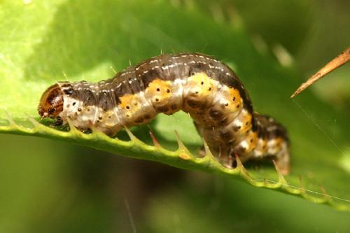 Hydria cervinalis