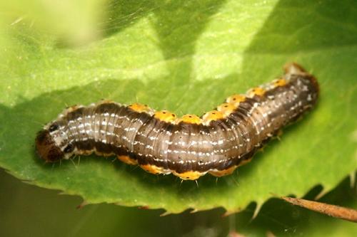 Hydria cervinalis