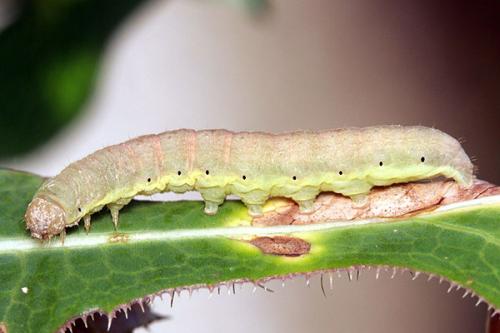 Réf. 35 916 : Hecatera dysodea
