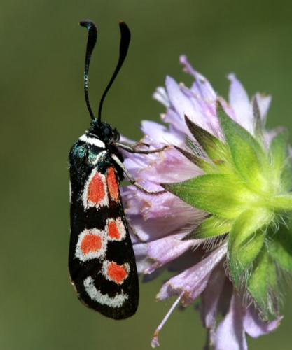Zygaena occitanica
