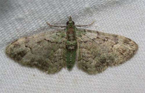 Réf. 35 806 : Pasiphila rectangulata