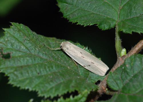 Réf. 35 989 : Pelosia muscerda