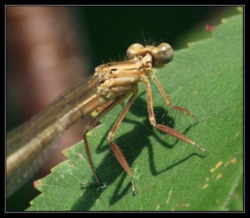 Platycnemis pennipes