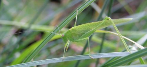 Phaneroptera nana