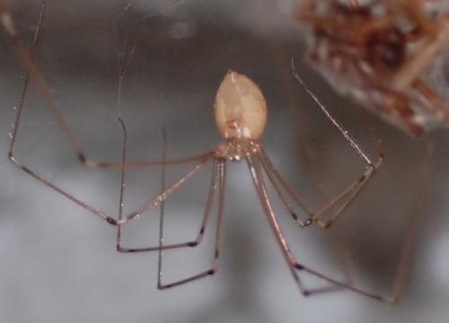 Pholcus phalangioides
