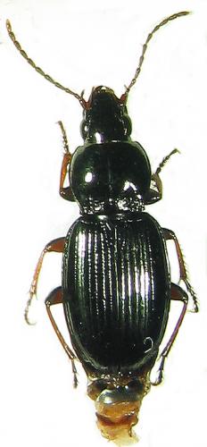 Pterostichus ovoideus