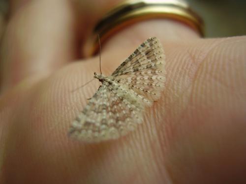 Alucita grammodactyla