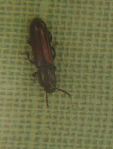 Corticeus unicolor