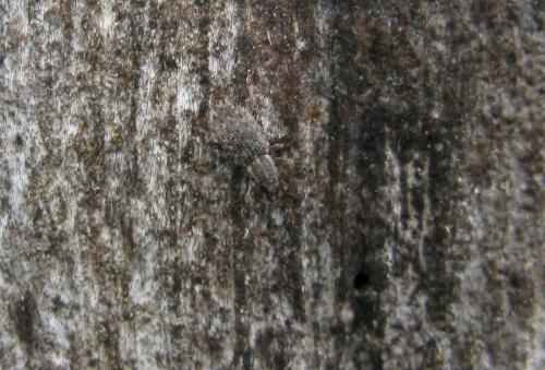 Réf. 35 117 : Sitona hispidulus