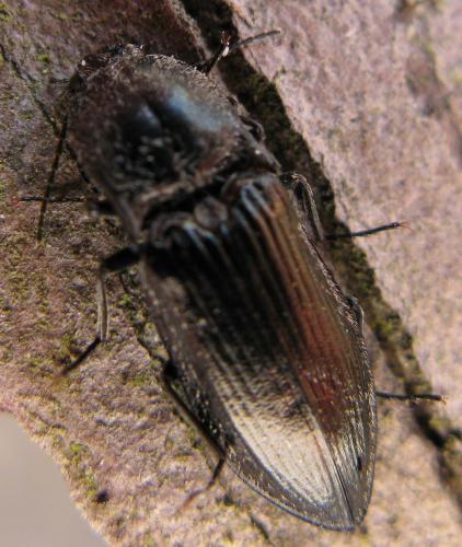 Selatosomus latus